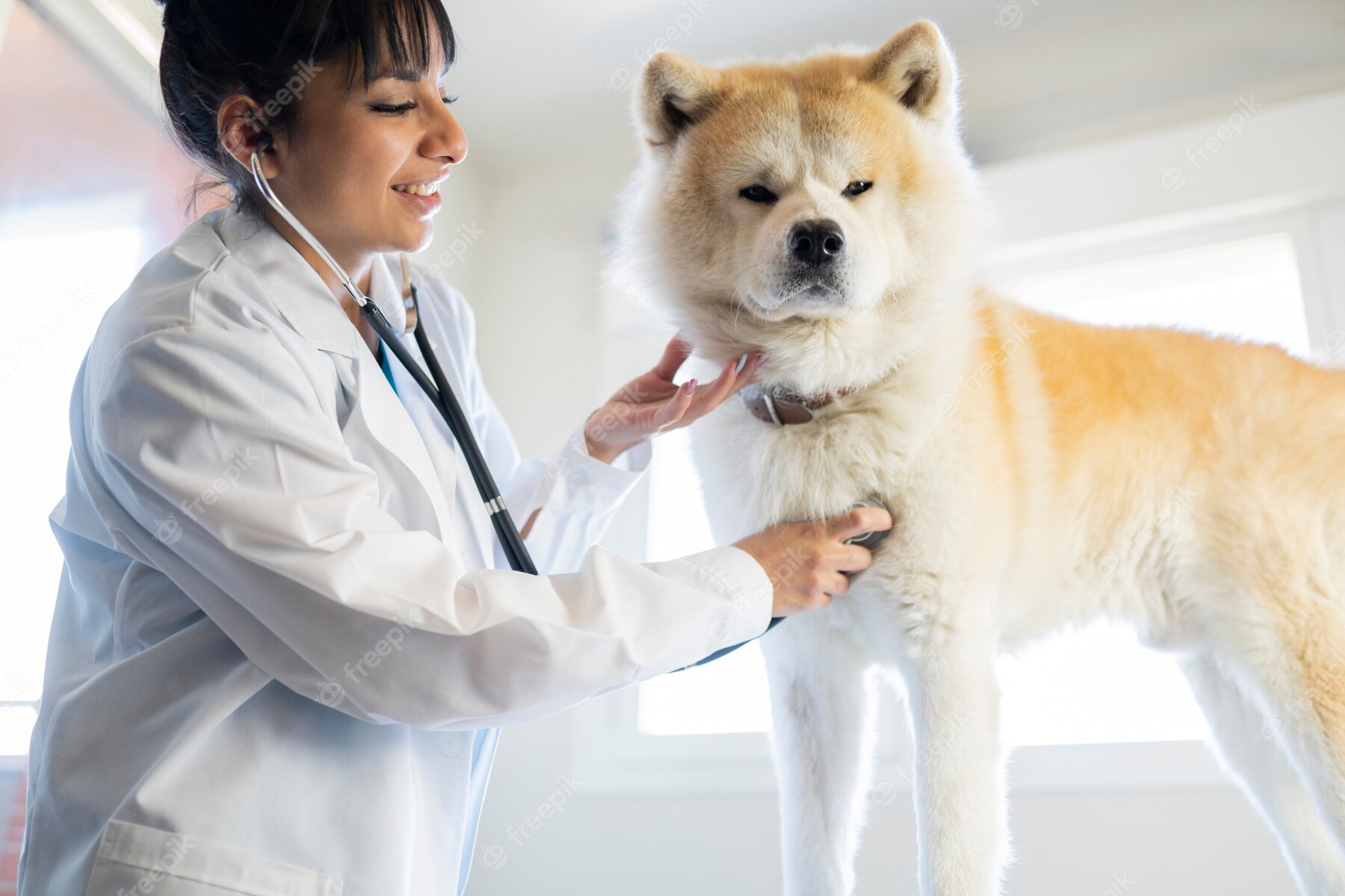 veterinaria-latinoamericana-auscultando-perro-akita-inu_188913-1909