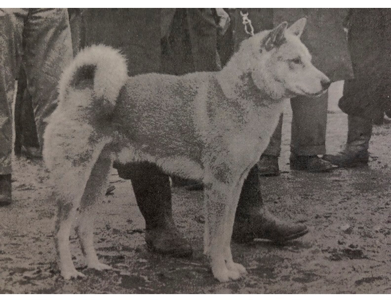 Hatsukaze-Go_medium_1956