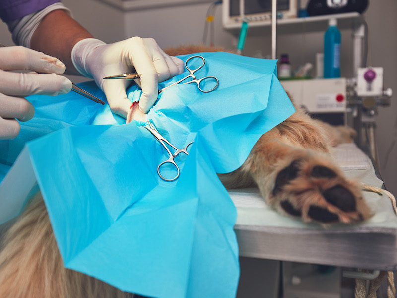 Dog in the animal hospital. Veterinarian during surgery of the golden retriever.