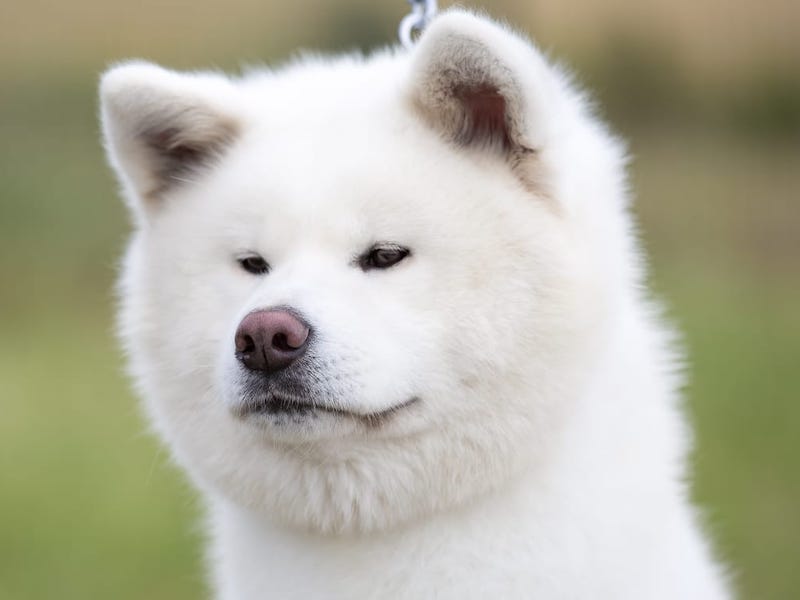 Sury Go Wataky Kensha