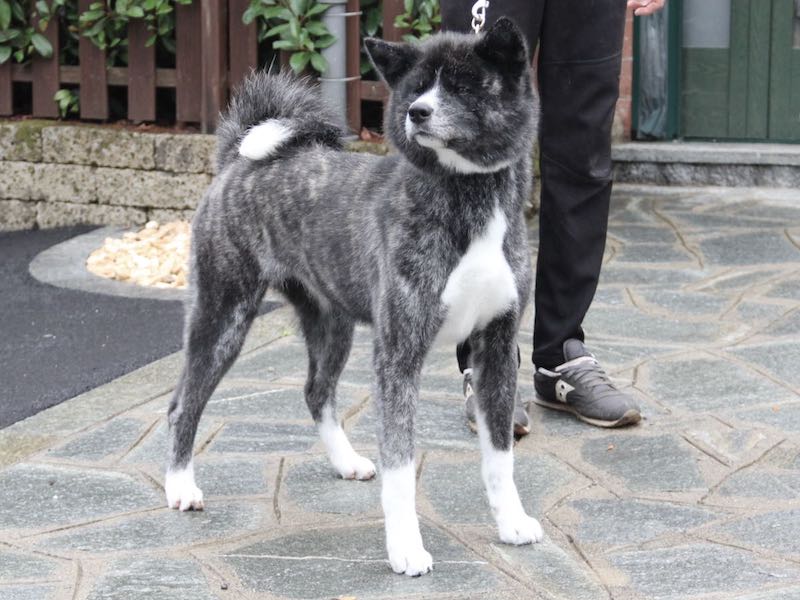 Tora Shukei Go Di Casa Saporito