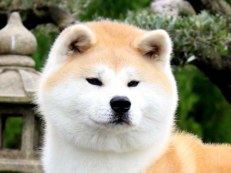 nozomi-kensha-akita-hembra-rojo-2