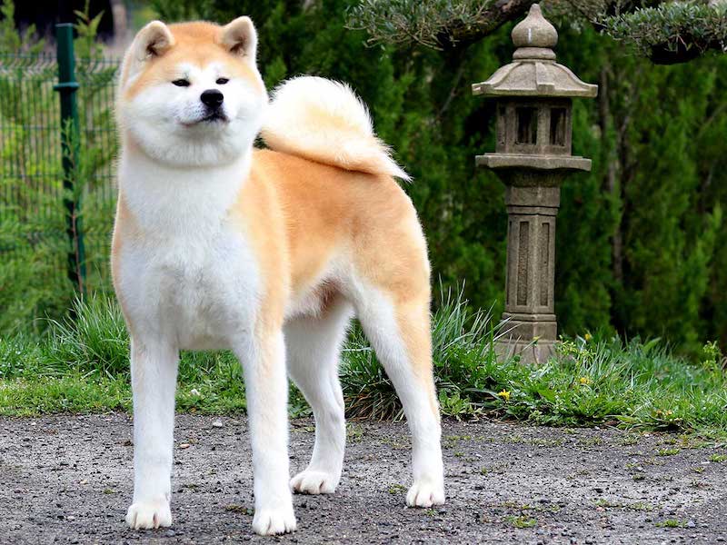 nozomi-kensha-akita-hembra-rojo-3