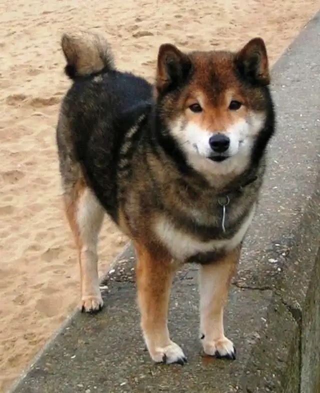 shiba-inu-sesamo