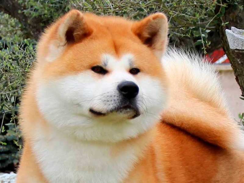 taiko-akita-jardin-kensha-2